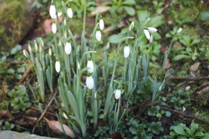 snowdrops