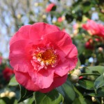 camellia