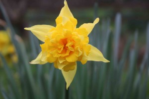 daff