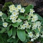 primrose